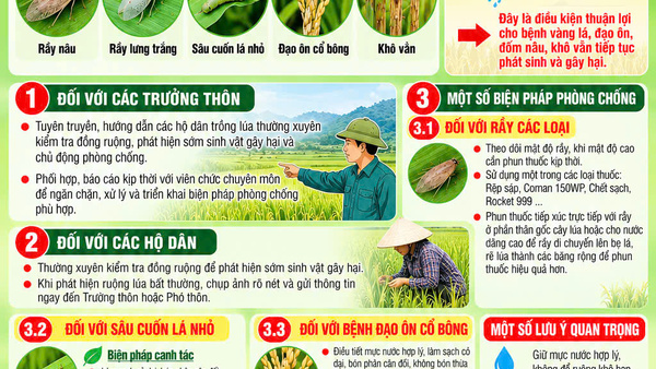 THÔNG BÁO KHẨN: TĂNG CƯỜNG PHÒNG TRỪ SÂU, BỆNH TRÊN CÂY LÚA VỤ MÙA