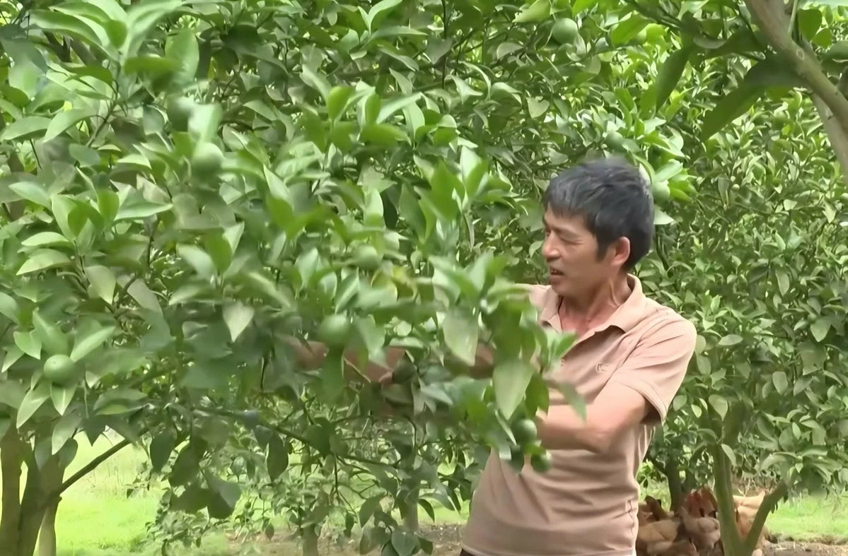 Một số mô hình sản xuất nông nghiệp tại xã Đồng Đăng được đầu tư theo hướng tập trung, gắn sử dụng nguồn lực với hiệu quả kinh tế của hộ gia đình. Ảnh: Trang tin Đồng Đăng.